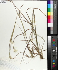 Andropogon gyrans image