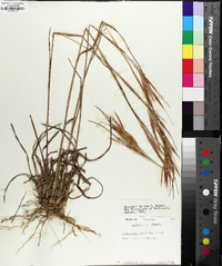 Andropogon gyrans image