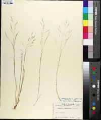 Agrostis elliottiana image