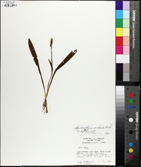 Spiranthes ovalis image