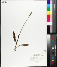 Spiranthes ovalis image