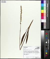 Spiranthes vernalis image