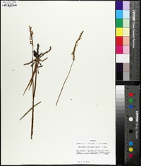 Spiranthes vernalis image