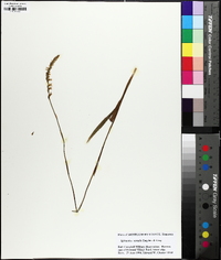 Spiranthes vernalis image