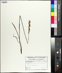 Spiranthes vernalis image