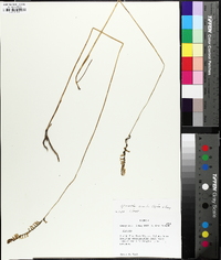 Spiranthes vernalis image