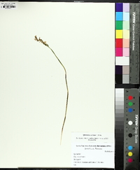 Spiranthes cernua image