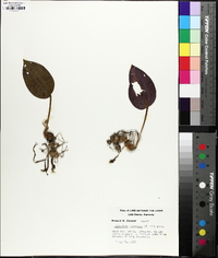 Tipularia discolor image