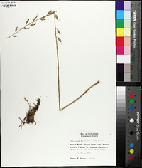 Tipularia discolor image