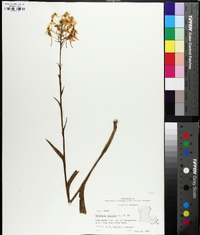 Platanthera ciliaris image