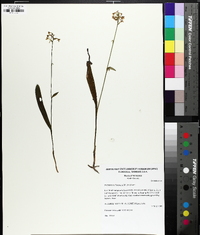 Platanthera clavellata image