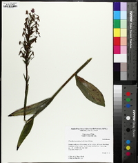 Platanthera peramoena image