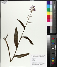 Platanthera peramoena image