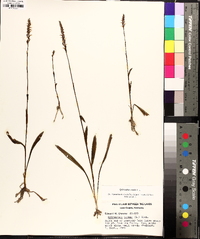 Spiranthes ovalis image