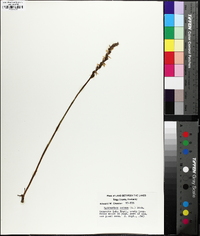 Spiranthes cernua image