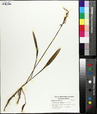 Spiranthes cernua image