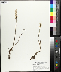 Spiranthes cernua image