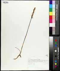 Spiranthes cernua image