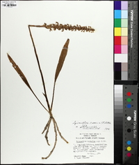 Spiranthes cernua image