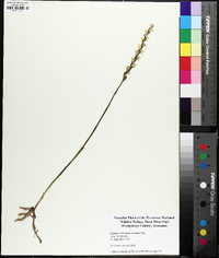 Spiranthes cernua image