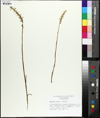 Spiranthes cernua image