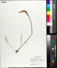 Spiranthes cernua image