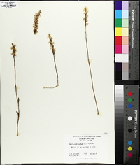 Spiranthes cernua image