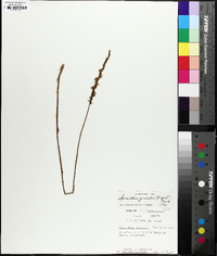 Spiranthes lacera image