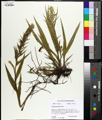 Habenaria repens image