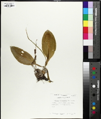 Liparis liliifolia image