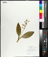 Liparis liliifolia image