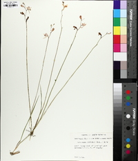 Calopogon barbatus image