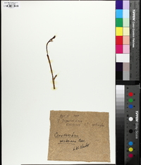 Corallorhiza wisteriana image