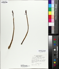 Corallorhiza wisteriana image