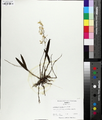 Epidendrum conopseum image