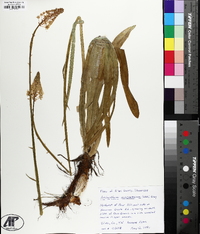 Amianthium muscitoxicum image