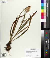 Amianthium muscitoxicum image