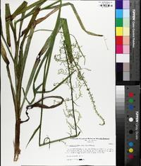 Stenanthium gramineum image