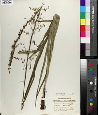 Stenanthium gramineum image