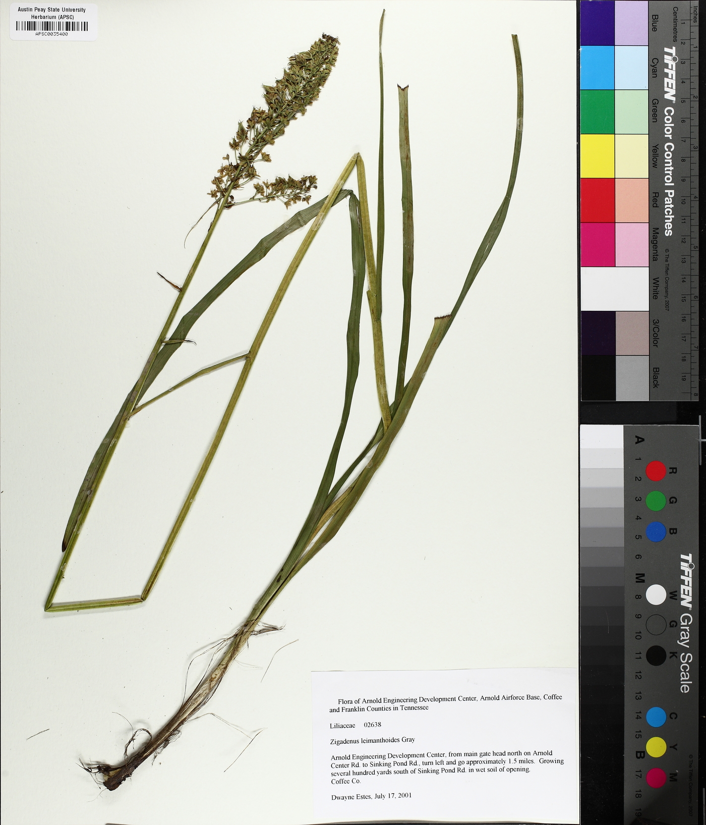 Stenanthium tennesseense image