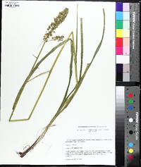 Stenanthium tennesseense image