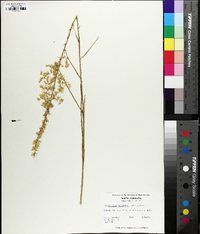 Stenanthium gramineum image