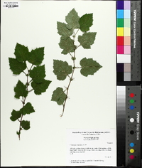 Crataegus iracunda image