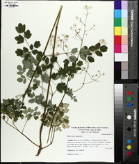 Thalictrum amphibolum image