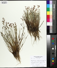 Juncus alpinoarticulatus image