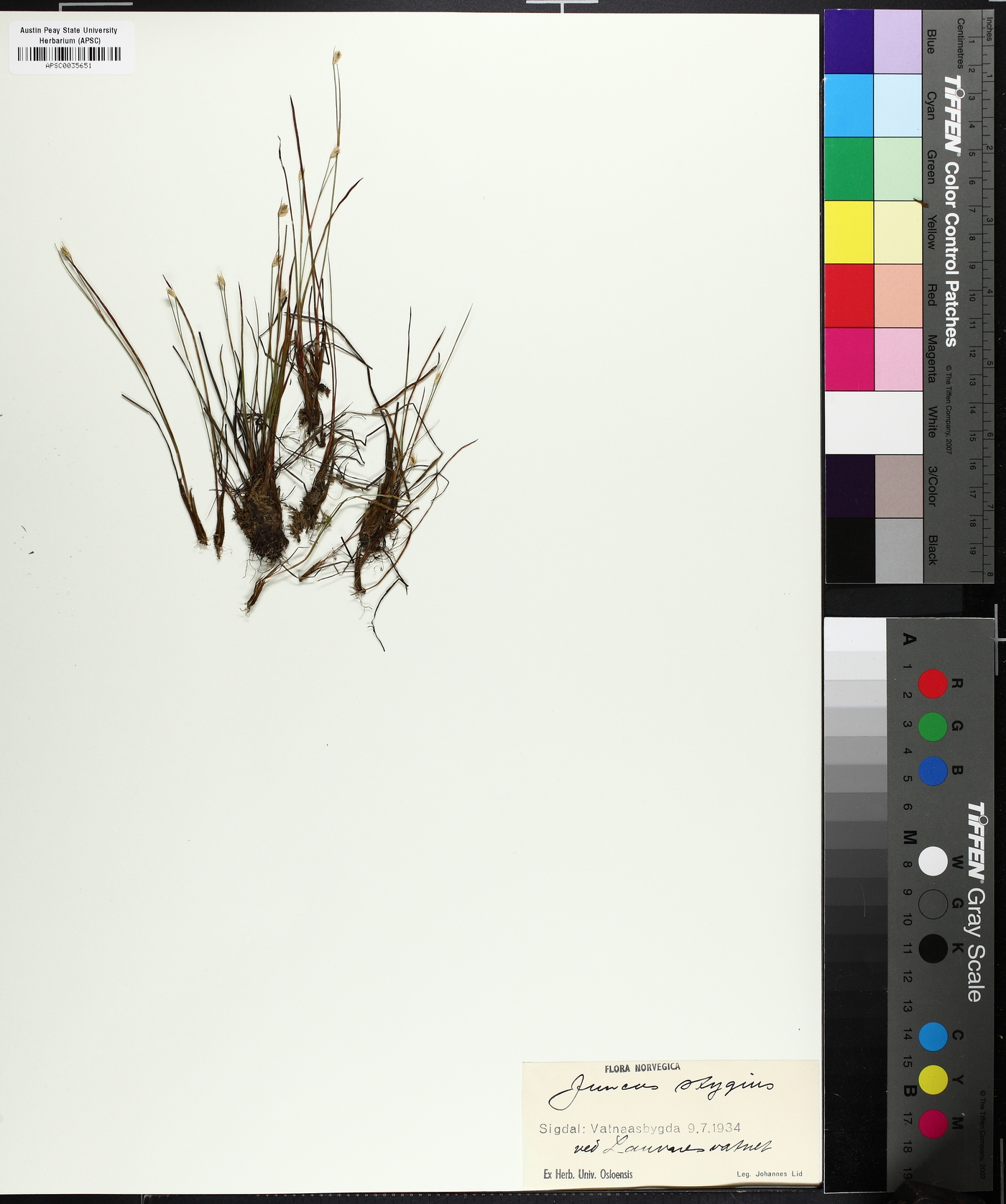 Juncus stygius image