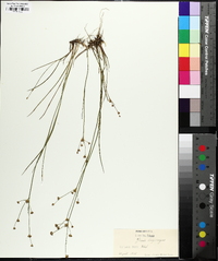 Juncus articulatus image