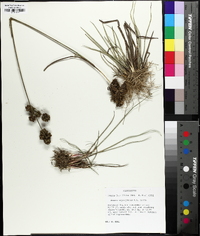 Juncus megacephalus image