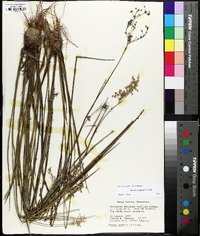 Juncus nodatus image