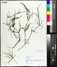 Juncus repens image